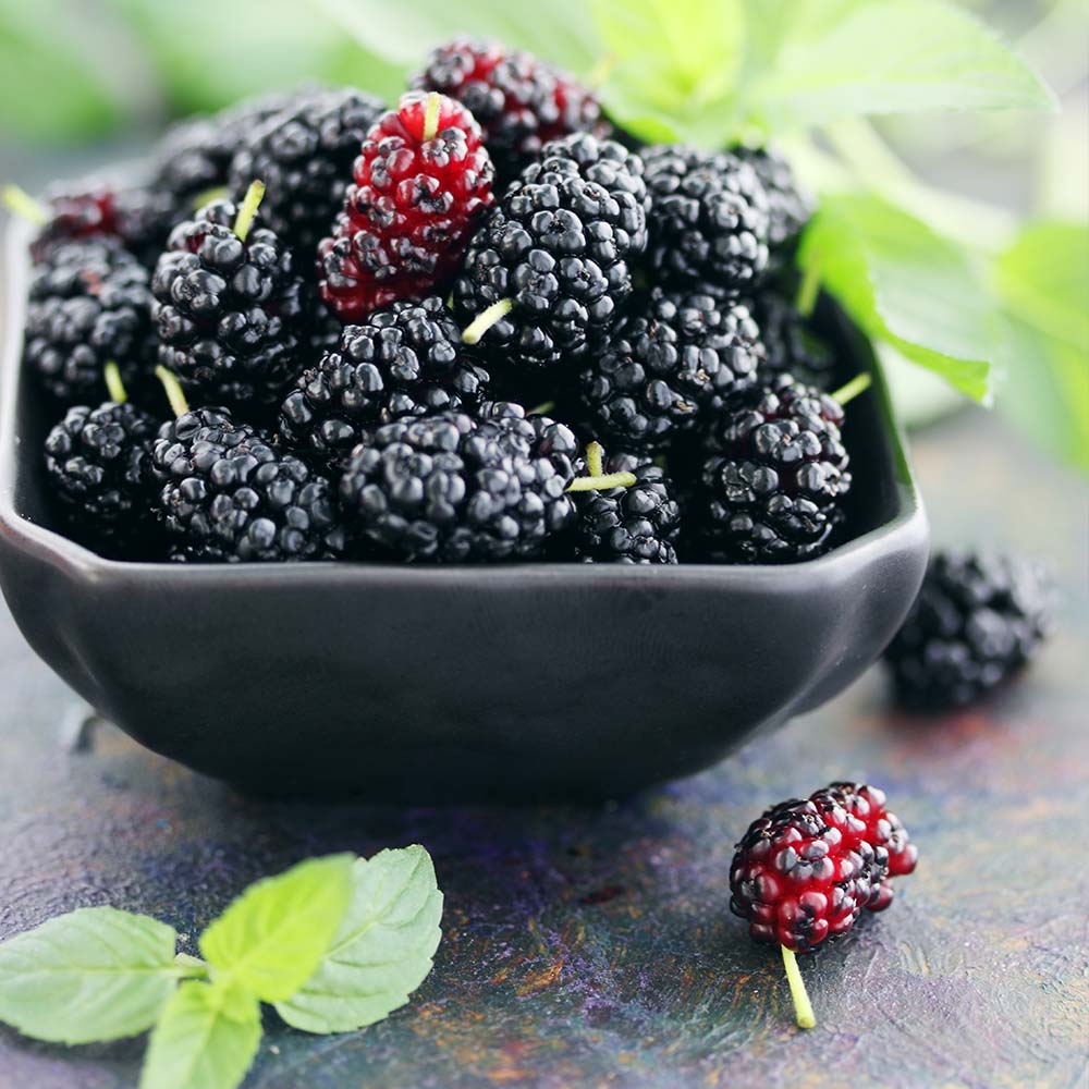 DWARF BLACK MULBERRY