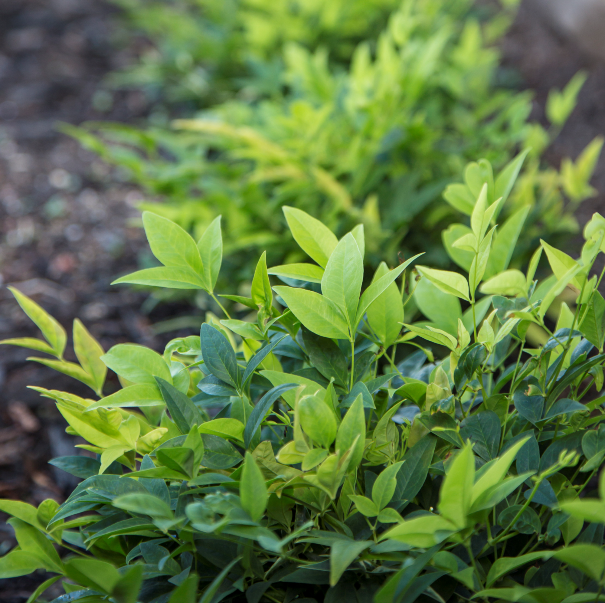 NANDINA LEMON & LIME