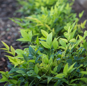 NANDINA LEMON & LIME