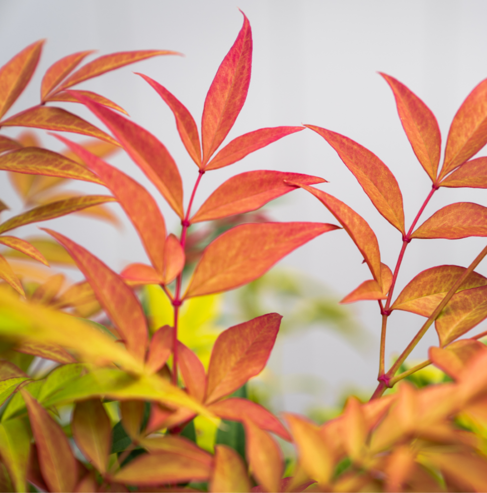 NANDINA MAGICAL DAYBREAK