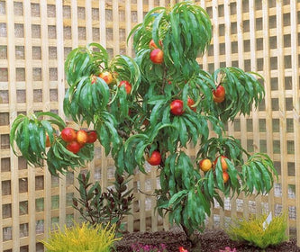 Dwarf Fruit Trees