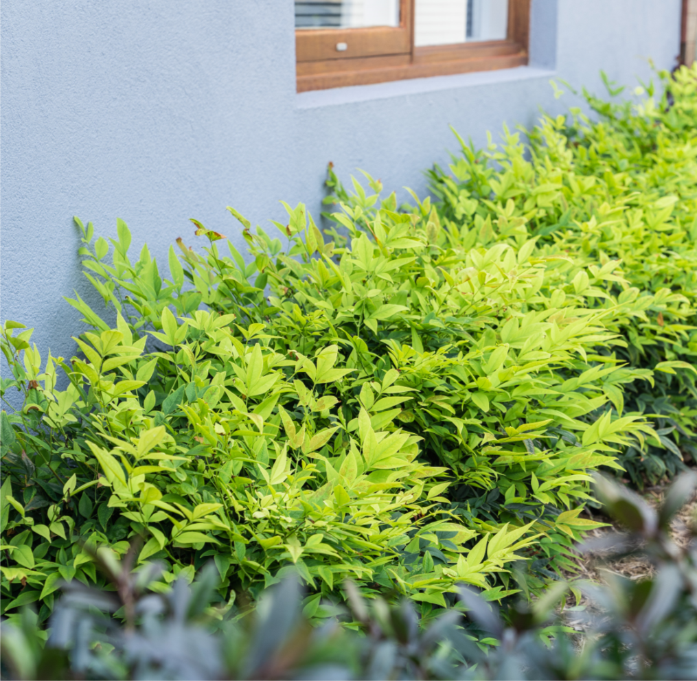 NANDINA LEMON & LIME