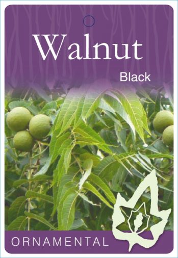 Fruit Trees Category