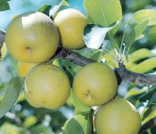 Fruit Trees Category