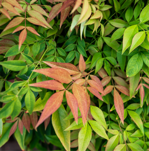 NANDINA MAGICAL DAYBREAK