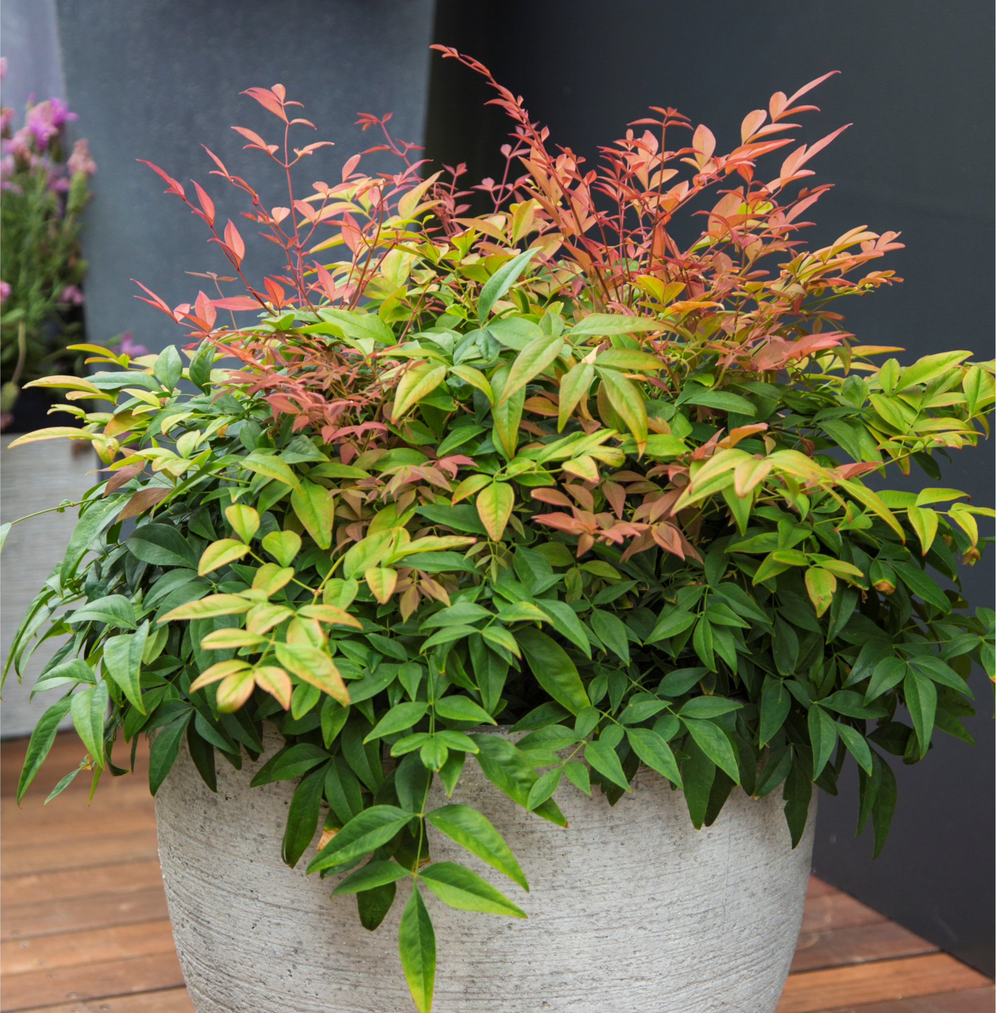 NANDINA MAGICAL DAYBREAK