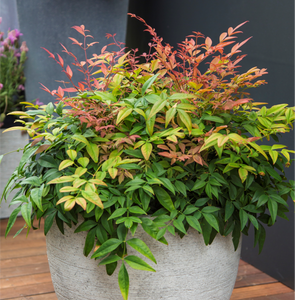 NANDINA MAGICAL DAYBREAK