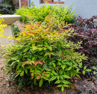 NANDINA MAGICAL DAYBREAK