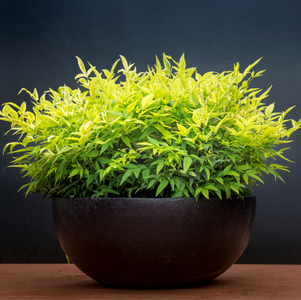 NANDINA LEMON & LIME