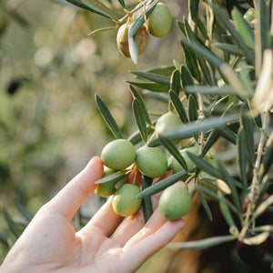 olive picking