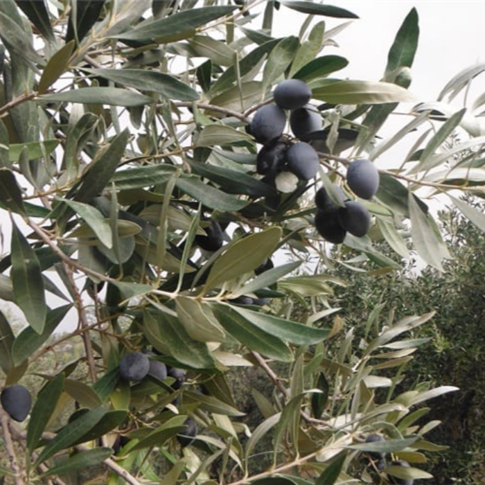 kalamata olive tree