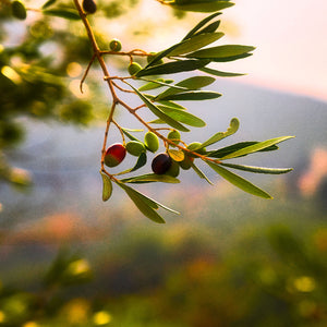 olive branch