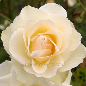 Roses - White