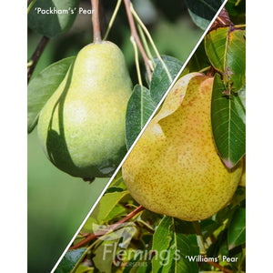 PRE ORDER - 2 WAY PEAR PACKHAMS / WILLIAMS - BARE ROOTED