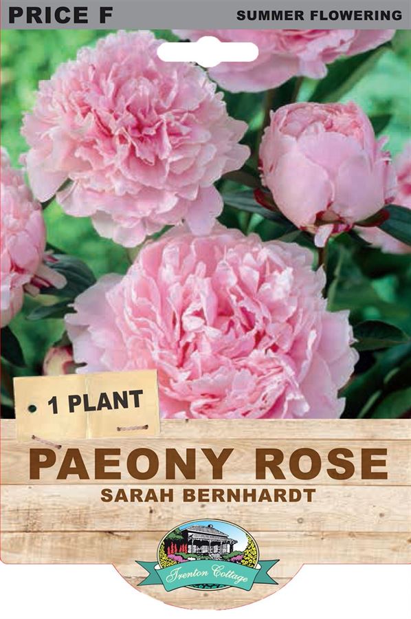 PAEONY SARAH BERNHARDT