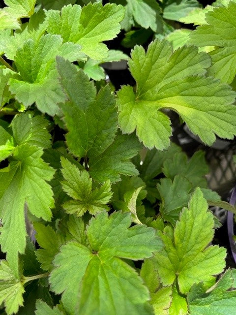 Plants