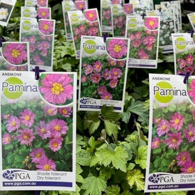 Plants