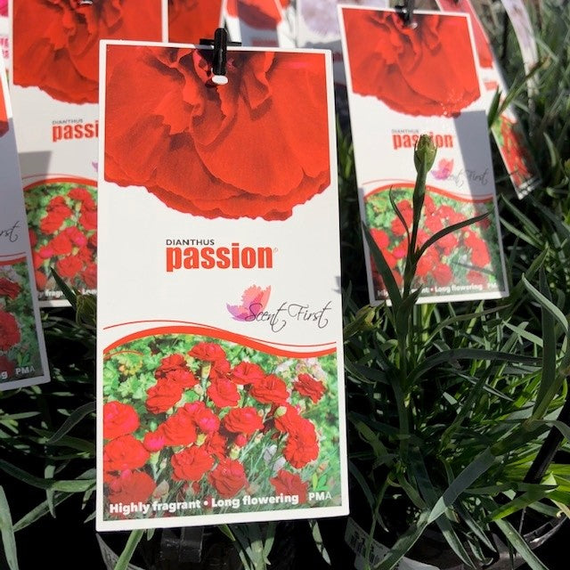 DIANTHUS SCENT FIRST RANGE