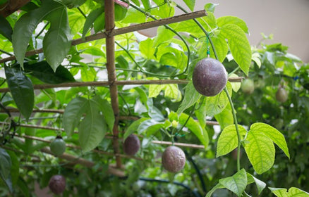 Plants