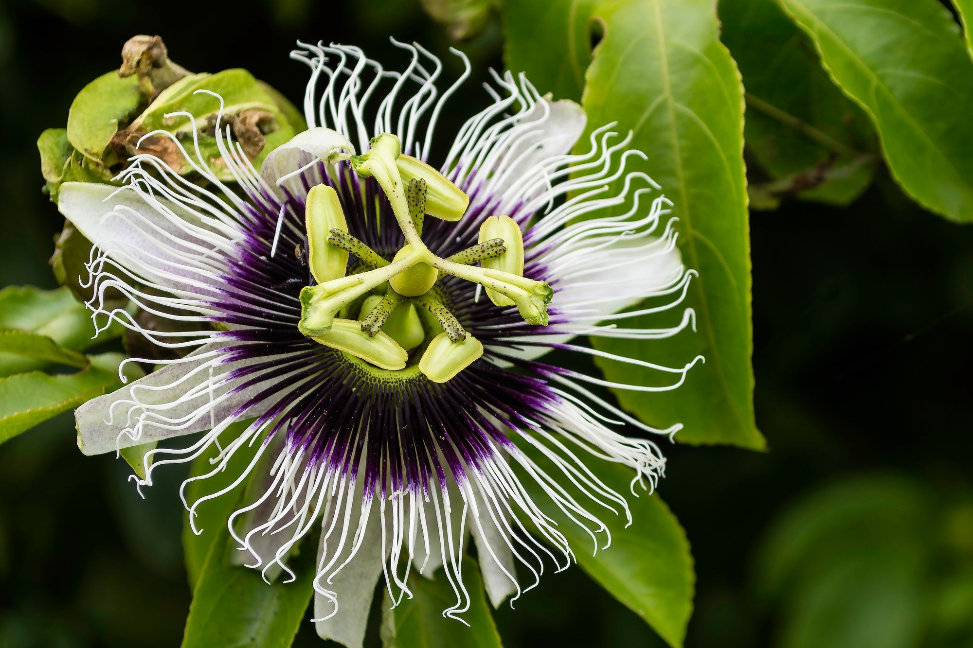 BLACK PASSIONFRUIT 140mm