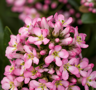 ESCALLONIA PINK ELLE
