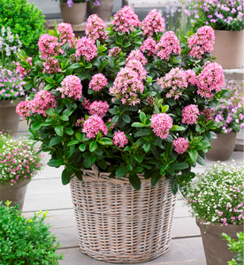 ESCALLONIA PINK ELLE