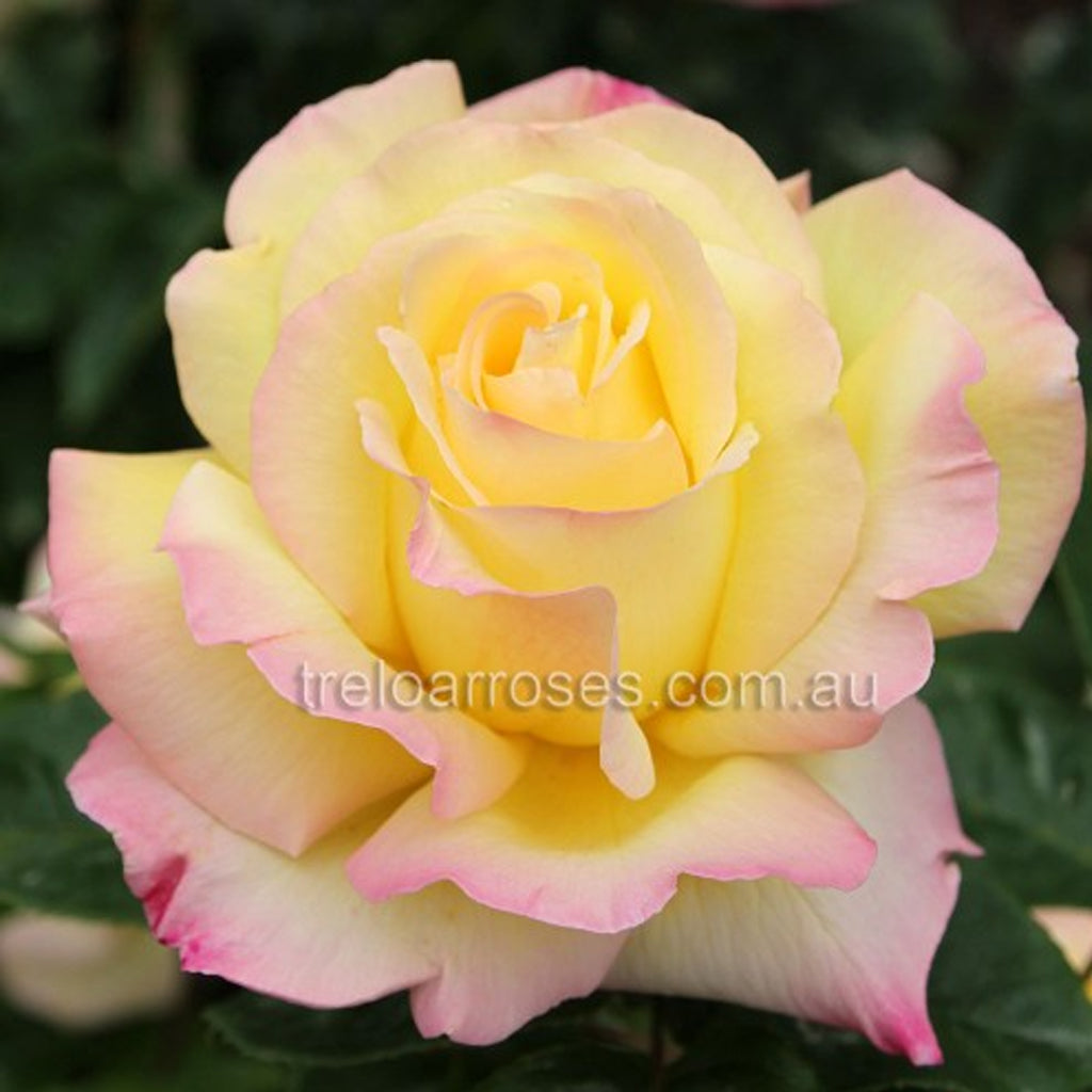 PRE ORDER - PEACE - Bare Rooted