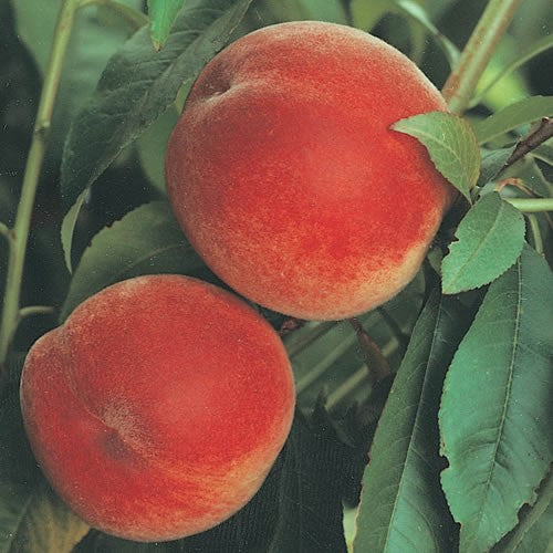 PRE ORDER - PEACH ANZAC - Bare Rooted