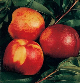Fruit Trees Category