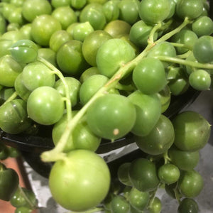 STRING OF PEARLS HANGING BASKET