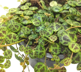 STRING OF TURTLES 130MM