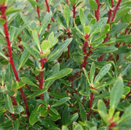 TASMANIAN MOUNTAIN PEPPER FEMALE