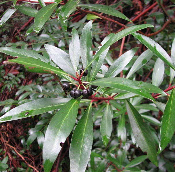 TASMANIAN MOUNTAIN PEPPER FEMALE