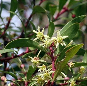 TASMANIAN MOUNTAIN PEPPER MALE