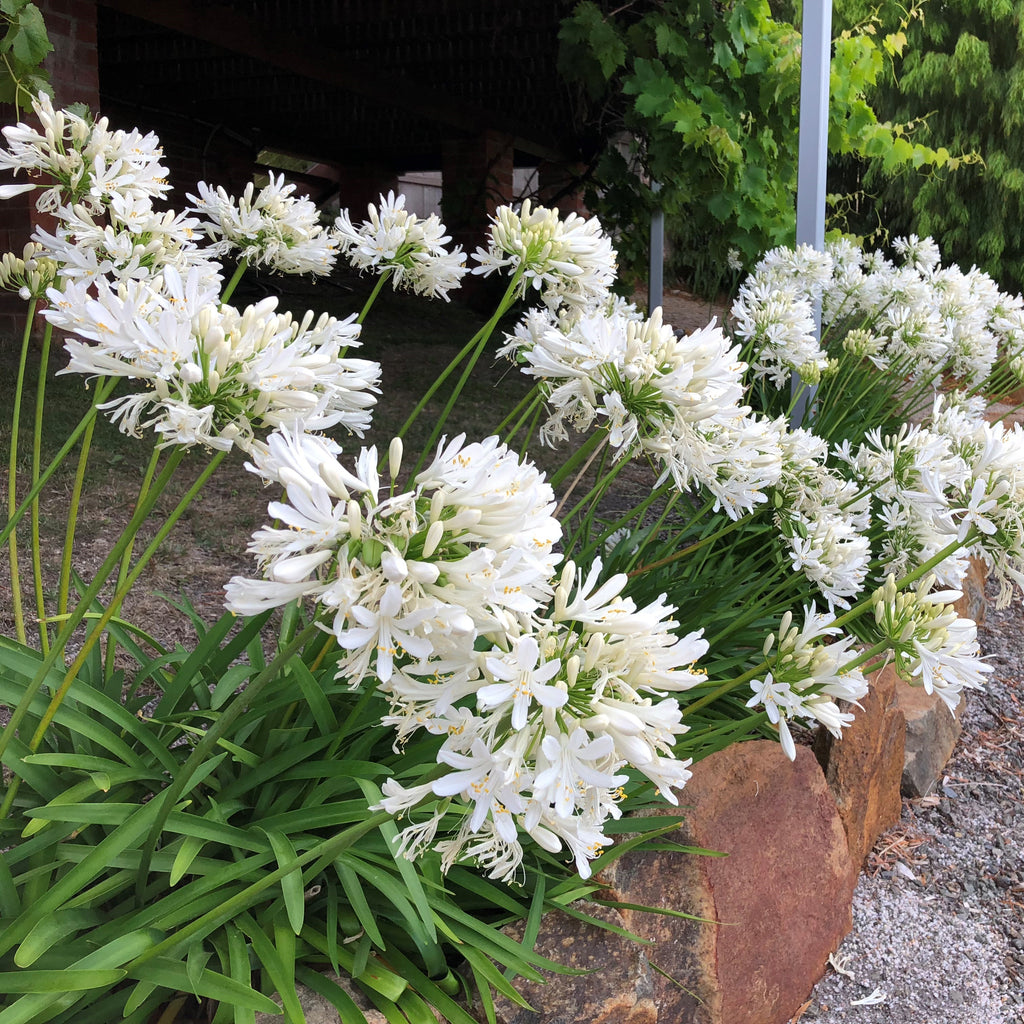 AGAPANTHUS PERPETUAL PEACE