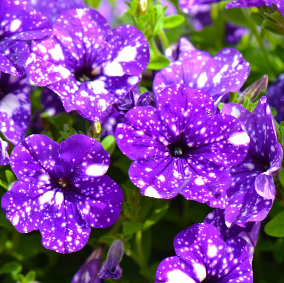 PETUNIA NIGHT SKY