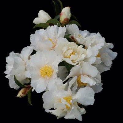 CAMELLIA PETITE WHITE 180MM