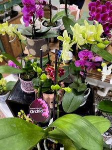 ORCHID PHALAENOPSIS MINI SINGLE