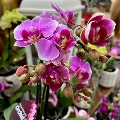 PHALAENOPSIS ORCHID MINI DOUBLE