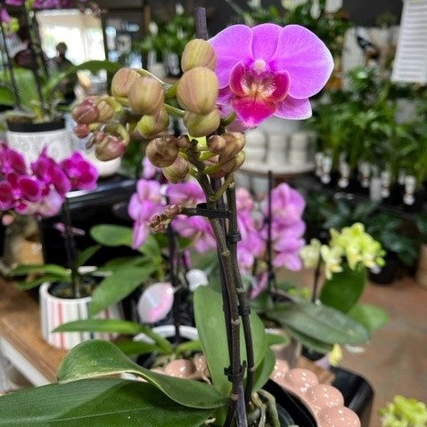 ORCHID PHALAENOPSIS MINI SINGLE
