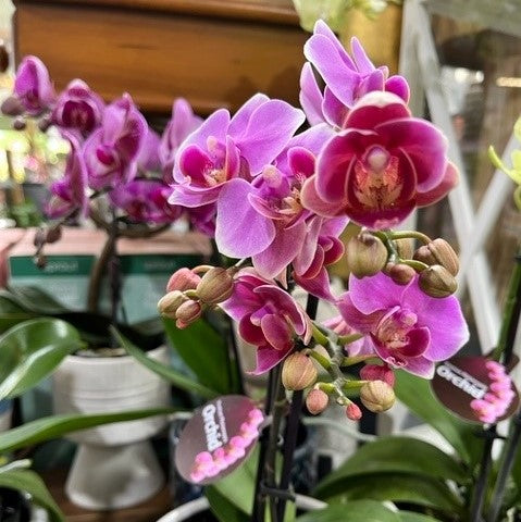 ORCHID PHALAENOPSIS MINI SINGLE