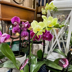 ORCHID PHALAENOPSIS MINI SINGLE