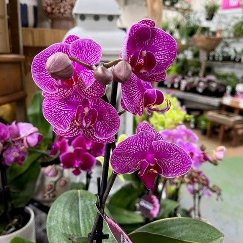 ORCHID PHALAENOPSIS MINI SINGLE