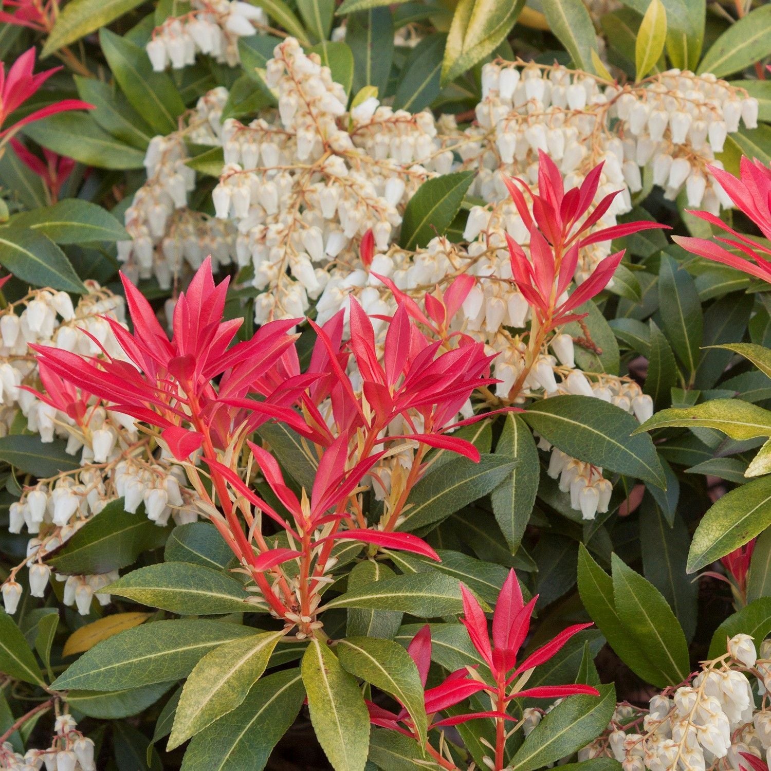 PIERIS ASSORTED 150mm