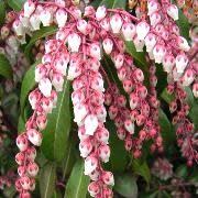 PIERIS ASSORTED 150mm
