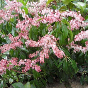 PIERIS ASSORTED 150mm