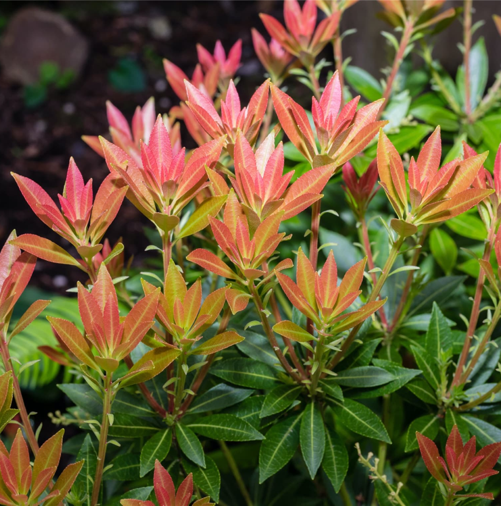 Plants