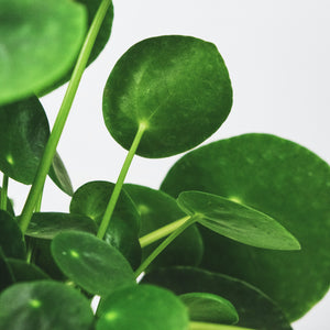 PILEA CHINESE MONEY PLANT