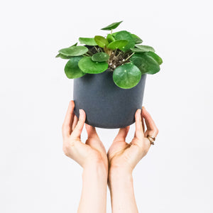 PILEA CHINESE MONEY PLANT
