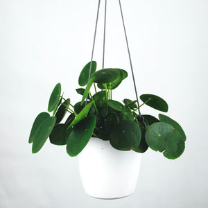 PILEA CHINESE MONEY PLANT